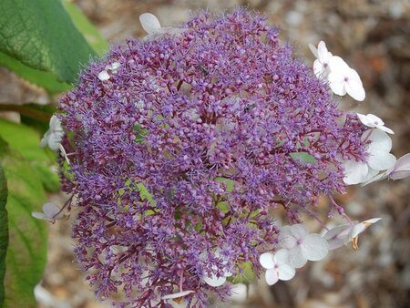 Hydrangea asp. 'Macrophylla' 50-60 cm cont. 10L - afbeelding 5