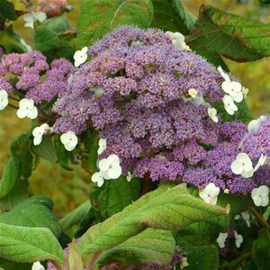 Hydrangea asp. 'Macrophylla' 60-80 cm cont. 15L - afbeelding 7