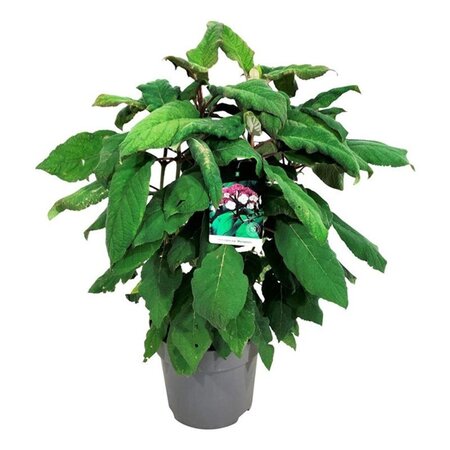 Hydrangea asp. 'Macrophylla' 60-80 cm cont. 15L - afbeelding 8