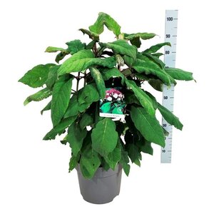 Hydrangea asp. 'Macrophylla' 60-80 cm cont. 15L - afbeelding 9