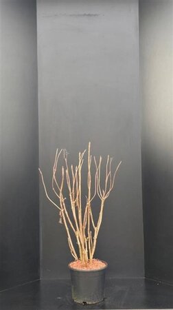 Hydrangea asp. 'Macrophylla' 80-100 cm met kluit