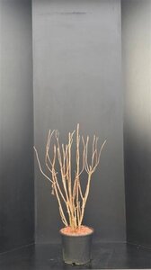 Hydrangea asp. 'Macrophylla' 80-100 cm met kluit