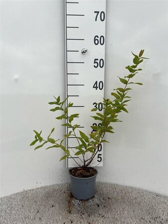 Hypericum androsaemum 30-40 cm cont. 1,3L