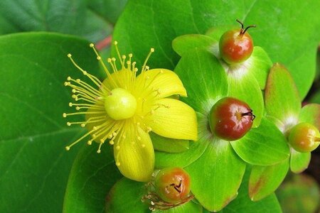 Hypericum androsaemum 40-60 cm cont. 3,0L - afbeelding 1