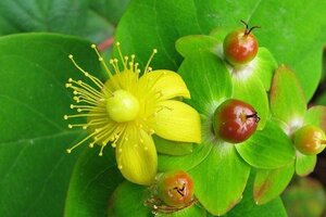 Hypericum androsaemum 40-60 cm cont. 3,0L