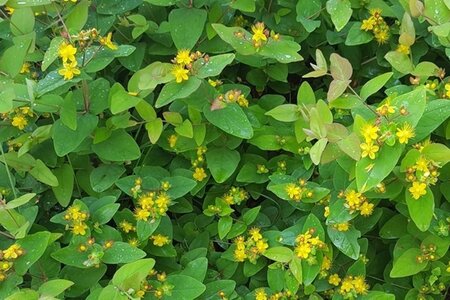 Hypericum androsaemum 40-60 cm cont. 3,0L - afbeelding 2