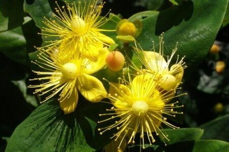 Hypericum androsaemum 40-60 cm cont. 3,0L - afbeelding 3