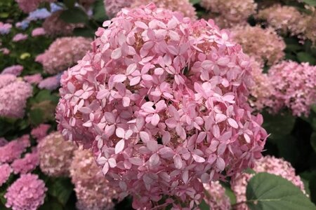 Hydrangea a. 'Pink Annabelle' = 'Invincibelle' 25-30 cm cont. 3,0L - afbeelding 2