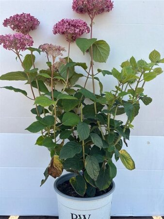 Hydrangea a. 'Pink Annabelle' = 'Invincibelle' 40-50 cm cont. 5,0L