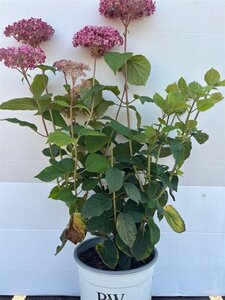 Hydrangea a. 'Pink Annabelle' = 'Invincibelle' 40-50 cm cont. 5,0L