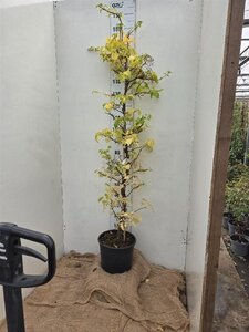 Hydrangea anomala petiolaris 150-175 cm cont. 15L - afbeelding 3