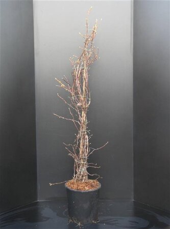 Hydrangea anomala petiolaris 150-175 cm cont. 15L - afbeelding 4