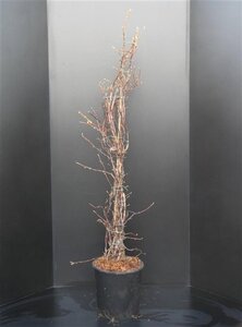 Hydrangea anomala petiolaris 150-175 cm cont. 15L - afbeelding 4