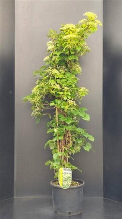 Hydrangea anomala petiolaris 150-175 cm cont. 15L - afbeelding 5