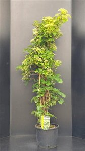 Hydrangea anomala petiolaris 150-175 cm cont. 15L - afbeelding 5