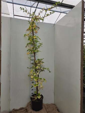 Hydrangea anomala petiolaris 200-225 cm cont. 15L - afbeelding 2