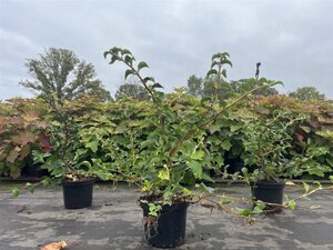Hydrangea anomala petiolaris 40-50 cm cont. 3,0L - afbeelding 6