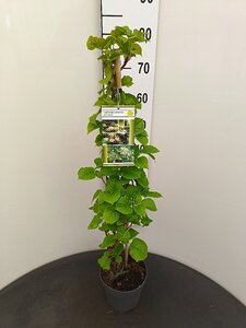 Hydrangea anomala petiolaris 60-80 cm cont. 3,0L - afbeelding 2