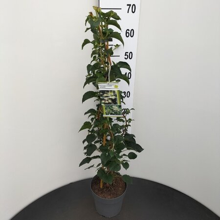 Hydrangea anomala petiolaris 60-80 cm cont. 3,0L - afbeelding 10