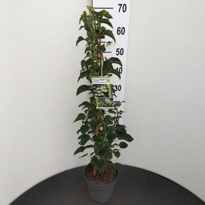 Hydrangea anomala petiolaris 60-80 cm cont. 3,0L - afbeelding 10