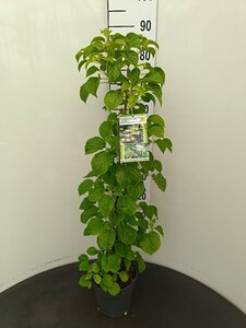 Hydrangea anomala petiolaris 60-80 cm cont. 3,0L - afbeelding 7