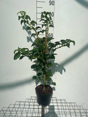 Hydrangea anomala petiolaris 60-80 cm cont. 3,0L - afbeelding 9