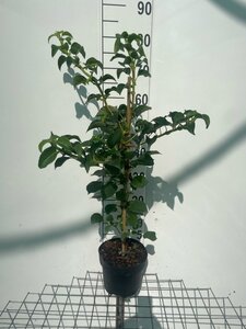 Hydrangea anomala petiolaris 60-80 cm cont. 3,0L - afbeelding 9