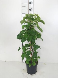 Hydrangea anomala petiolaris 60-80 cm cont. 3,0L - afbeelding 4