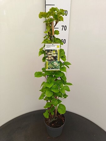 Hydrangea anomala petiolaris 60-80 cm cont. 3,0L - afbeelding 10