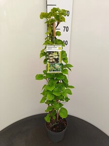 Hydrangea anomala petiolaris 60-80 cm cont. 3,0L - afbeelding 10