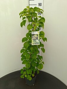 Hydrangea anomala petiolaris 60-80 cm cont. 3,0L - afbeelding 8