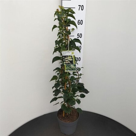 Hydrangea anomala petiolaris 60-80 cm cont. 3,0L - afbeelding 3