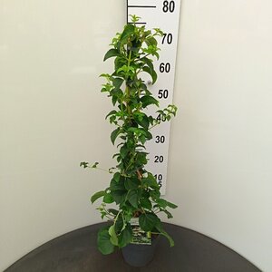 Hydrangea anomala petiolaris 60-80 cm cont. 3,0L - afbeelding 7