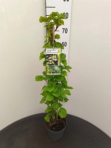 Hydrangea anomala petiolaris 60-80 cm cont. 3,0L - afbeelding 3