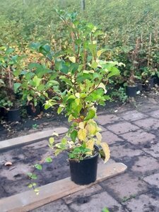 Hydrangea anomala petiolaris 60-80 cm cont. 3,0L - afbeelding 11