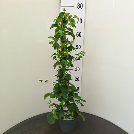 Hydrangea anomala petiolaris 60-80 cm cont. 3,0L - afbeelding 8