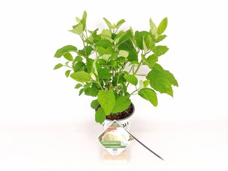 Hydrangea a. Strong Annabelle = 'Incrediball' 30-40 cm cont. 3,0L