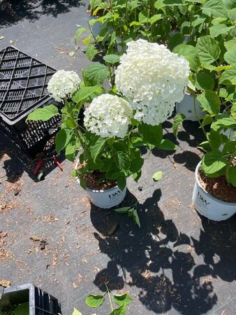 Hydrangea a. Strong Annabelle = 'Incrediball' 40-50 cm cont. 5,0L - afbeelding 3