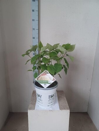 Hydrangea a. Strong Annabelle = 'Incrediball' 40-50 cm cont. 5,0L - afbeelding 1
