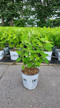 Hydrangea a. Strong Annabelle = 'Incrediball' 40-50 cm cont. 5,0L - afbeelding 2