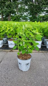 Hydrangea a. Strong Annabelle = 'Incrediball' 40-50 cm cont. 5,0L - afbeelding 2
