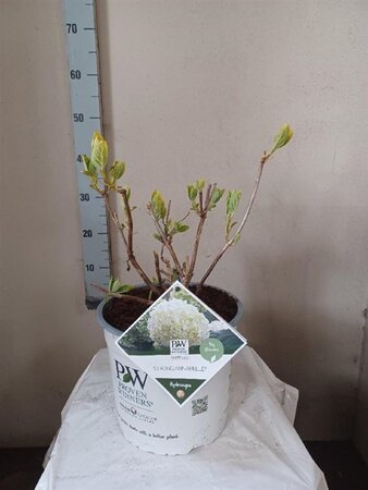 Hydrangea a. Strong Annabelle = 'Incrediball' 40-50 cm cont. 5,0L - afbeelding 2