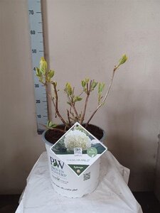Hydrangea a. Strong Annabelle = 'Incrediball' 40-50 cm cont. 5,0L - afbeelding 2