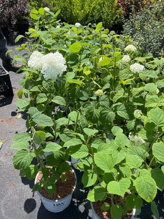 Hydrangea a. Strong Annabelle = 'Incrediball' 40-50 cm cont. 5,0L - afbeelding 4