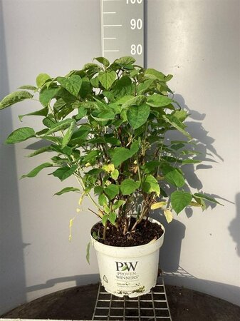 Hydrangea a. Strong Annabelle = 'Incrediball' 60-80 cm cont. 10L - afbeelding 5