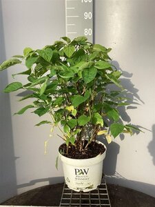 Hydrangea a. Strong Annabelle = 'Incrediball' 60-80 cm cont. 10L - afbeelding 5