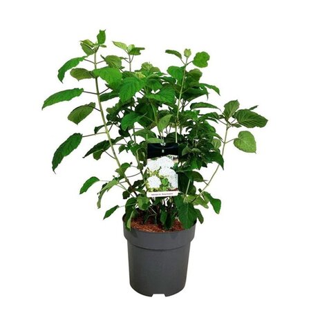 Hydrangea a. Strong Annabelle = 'Incrediball' 60-80 cm cont. 15L - afbeelding 1