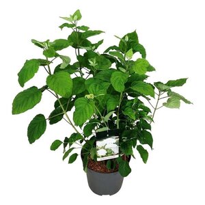 Hydrangea a. Strong Annabelle = 'Incrediball' 60-80 cm cont. 15L - afbeelding 2