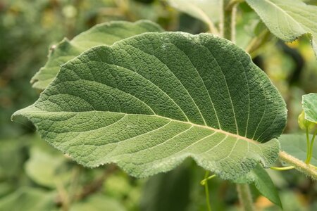 Hydrangea asp. sargentiana 125-150 cm cont. 20L - afbeelding 3