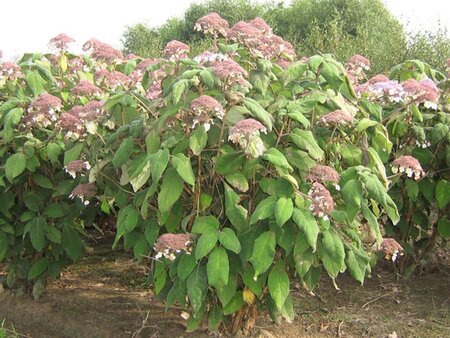 Hydrangea asp. sargentiana 30-50 cm cont. 3,0L - afbeelding 2